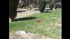 Cemetery Plot For Sale Section 29 East Lawn 2900 Tucson Arizona