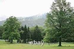 Double Cemetery Plot 75% OFF! Rose Hills King David Memorial Park Putnam Valley