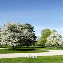 Fairview Memorial Park (Memorial Estates Cemetery) Burial Plot for Sale Illinois