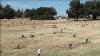 Tour Of Muleshoe Memorial Park Cemetery
